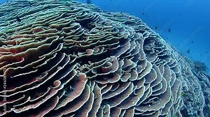 cabbage corals creating a massive coral structure along a sloping wall. home to a lot of sea creatures and fish.