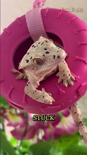 🦖 Not a Dinosaur... It's a Gecko! 🦎