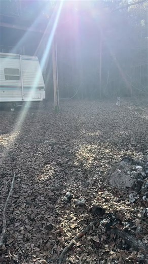 Fox Hounds Training at Red Hill Kennels