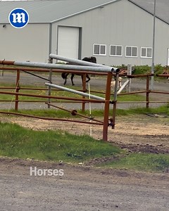 313K views · 10K reactions | Dogs might have a new best friend!  | Daily Mail Video | Facebook