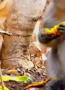 T ouched h eart, Mother ignored newborn baby monkey no hug milk cried out shaking on the ground | Monkey Video