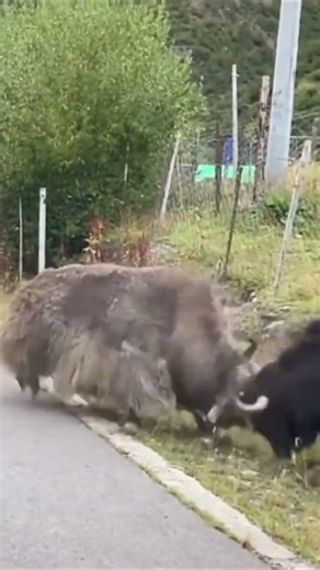 Two yaks are fighting on the highway 两只牦牛在公路上打起来了 #animal【跟着图尔去旅行】