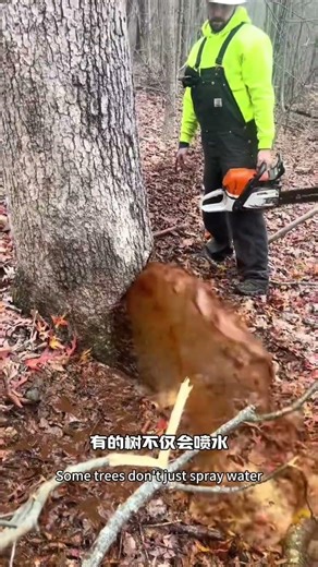 这棵树被锯开后，竟喷出瀑布般水流！This Tree Explodes With Water When Cut Open!