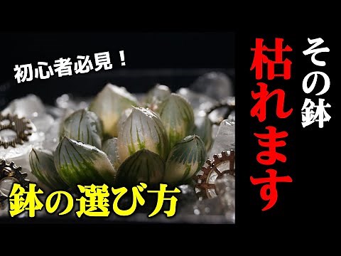 【初心者向け】ハオルチアの根腐れを防ぐ鉢の選び方【多肉植物の植え替え】【観葉植物の育て方】