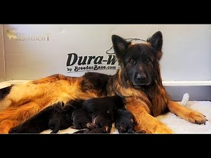 🐾 Live Puppy Nursery Cam | Adorable GSD Puppies Nursing with Mom 🐶