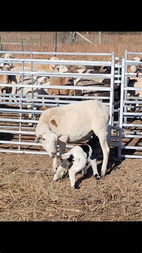 This big girl was born yesterday. For a second I thought one of the older twins was confused and was following the wrong mama. I had to do a double take and realized she was brand new! This little lamb has been our biggest born in a long time. If you're keeping track that's another tally for black and white. We've had all black and white and one all white. Excited to see what other color combo we get this year #theatlashomestead #katahdin #katahdinsheep #katahdinhairsheep #lambsofinstagram #lamb