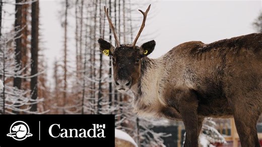 Caribou comeback: recovering Jasper s herds | Parks Canada | Alana Jung