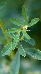 15K views · 294 reactions | Fields of alfalfa grow in the desert of Far West Texas. The Lettunich family shares how they grow the crop. | Texas Farm Bureau | Facebook