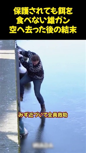 保護されても餌を食べない雄ガン空へ去った後の結末#fypシ #おすすめ #バズり