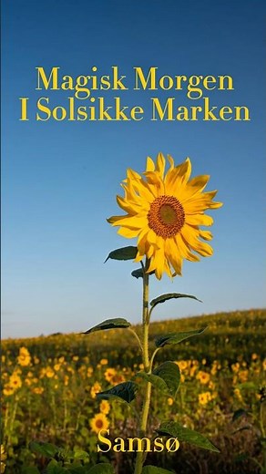 Magisk Morgen i Solsikke Marken - Samsø i Solopgangens Guld