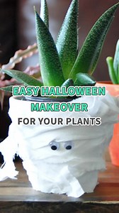 6.8K views · 81 reactions | Boo-tiful planters transformation! Just in time for Halloween   #succulents #diy #halloween #planters | Succulents Box | Facebook