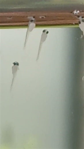 Fighter Fish Breeding: The Babies are Finally Here! 🎉 #viral #bettafry #instafish #fishphotography