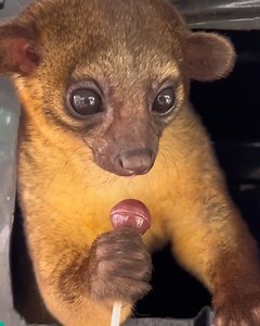 165K views · 6.4K reactions | This private nocturnal sanctuary is home to the most adorable Kinkajous 凉 | Furry Tails | Facebook