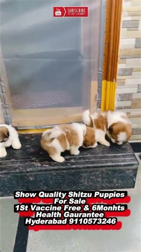 #shihtzu Puppies for sale in Hyderabad #dogbreeds