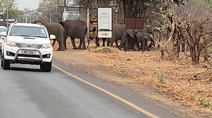 Why they attack! Impatient motorists agitate a family of elephants. Warning: Strong Language | Emmanuel Mwamba