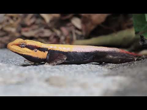 Facts About The Peninsular Rock Agama