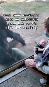 3.3M views · 10K reactions | Amber The Intelligent Gorilla Is Always Communicating With People About Something And Loves Babies. No Animals Should Be Kept In Confinement Especially Ones So Intelligent #Smart #apefamily #Apes #gorilla #animals #monkeys | My Monkey Jonny | Facebook