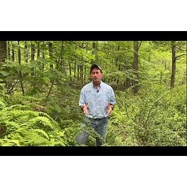 What Are Competing and Invasive Forest Plants?