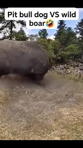 Pit bull dog VS wild boar #everyonehighlights #followersreels #2025goals #trendingvideo #goviral | Leonard Dzipi