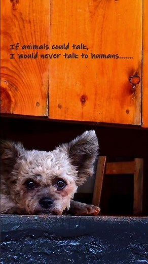 Dog Sees My Scars 🐶🌊