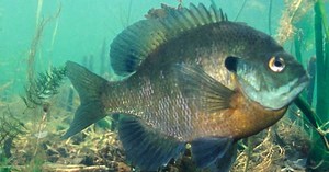 MN DNR adds daily sunfish limits to 52 more lakes