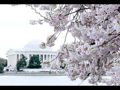 Los 'cherry blossoms' alcanzan su floración máxima en Washington D.C.