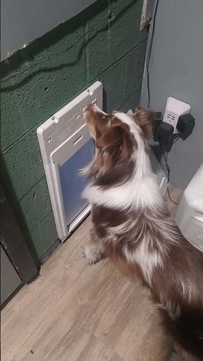 Genius Australian Shepherd Cracks Keypad Code to Let Himself Out || ViralHog