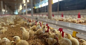 Poultry industry a key economic contributor | New Straits Times