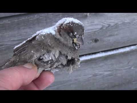 Sparrows freeze in their sleep. Goldfinches sing at -36. Parrot reproduction.