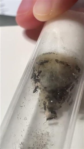 Lasius Niger #cool #ants