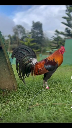 JullianBoy GameFarm | Gilmore Hatch #TatakExcellence | Elite Gamefowl Breeders PH | Facebook