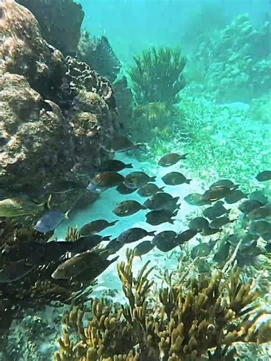 Mixed school of Atlantic Blue Tang, Bermuda Chub, and Surgeon Fish on coral reef #schooloffish #fish