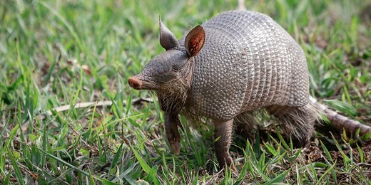 ‘Armadillo utopia’| Why East Tennessee is seeing more nine-banded armadillos