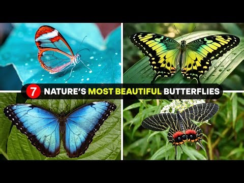 Most beautiful butterflies in the world stunning wings magical butterfly