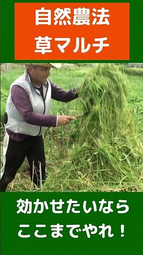 Natural Farming: This is how far you can go with grass mulch! #shorts #grassmulch #naturalfarming