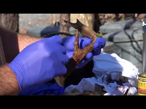 How to stain bleached deer antlers
