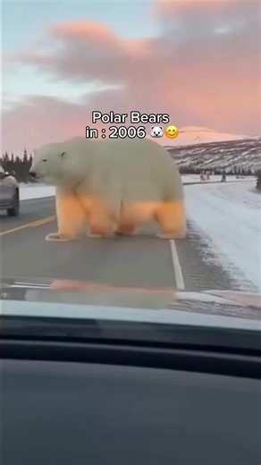 Protecting Polar Bears and Their Habitat