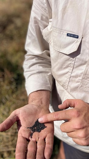 Harvest 2025 count down begins 👏🏽🚜🌾 #harvest #canola #canolacrop #cropping #crops #crop #windrow #windrower #windrowing #farm #farmer #cropfarmer #agricultureworldwide #agriculture #keithsouthaustralia #sheep #farmlife #farminglifeaustralia #rbsellars | Hyfield Pastoral