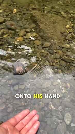Rescuer Saves Struggling Bat from Drowning — Its Reaction Is TOO Funny! 😂🦇 #AnimalRescue