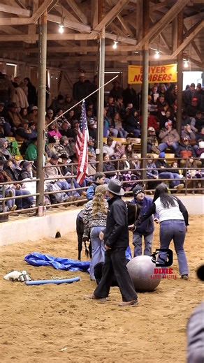 36K views · 445 reactions | Sold for $3100 Join us tomorow or bid online Saturday November 29, 2025 Online bidding bid.primechoiceauctions.com Prime Choice Auctions View horses selling tomorrow in our online catalog https://dixiehorseauction.com/horse-catalog/ | Dixie Horse Auction | Facebook