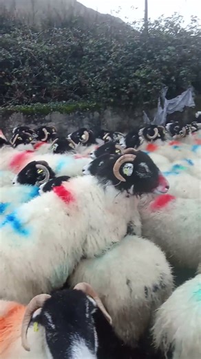 swaledale hogget ewes 2