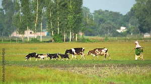Villagers lead cattle, cows and goats to graze in the fields, showcasing the serene and traditional everyday life of rural communities amidst the tranquil countryside landscape