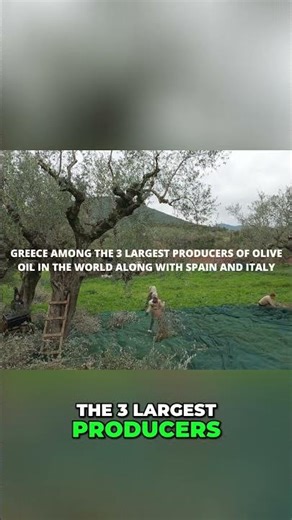 Greek Olive Oil: Amazing Facts & Cultural Value Revealed!