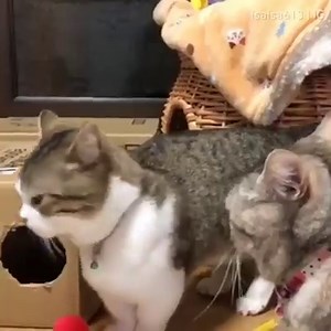 13K views · 972 reactions | Cat casting spell : instagram.com/isaisa613 | Purrtacular Videos | Facebook