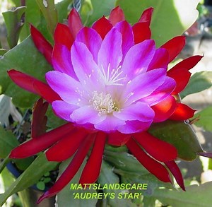 Epiphyllum hybrid - Alchetron, The Free Social Encyclopedia