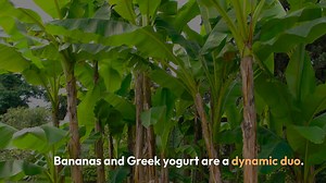 Energizing Banana Yogurt Duo