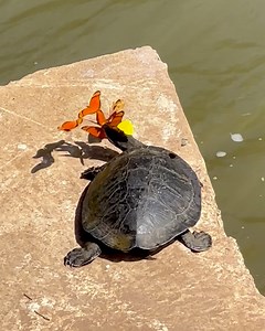 13M views · 132K reactions | This turtle is wearing a butterfly crown 曆 | Lessons Learned In Life | Facebook