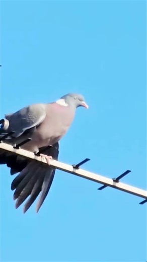 wood pigeon Sound #wood pigeon call