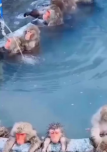 Japanese Macaques Enjoying Hot Springs