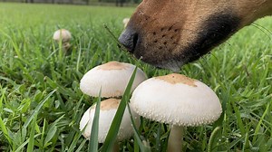 Why Mushrooms Grow In My Yard (Sometimes) | Homegrown| NC State University